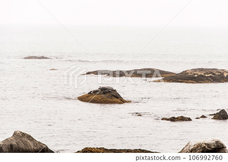 Exploring seals wildlife at the beach in the morning mist at Kejimkujik National Park Seaside, Nova Scotia, Canada 106992760