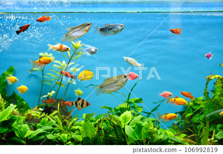 Colorful exotic fish swimming in deep blue water aquarium with green tropical plants 106992819