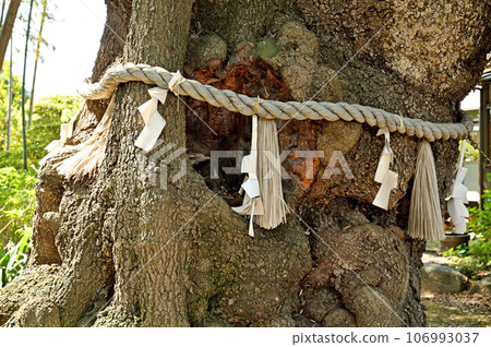 Kawaguchi Walk: Shingon Buddhism Chizan School Jizoin Sacred Tree Sakuramachi, Kawaguchi City Kawaguchi Walk: Shingon Buddhism Chizan School Jizoin Sacred Tree Sakuramachi, Kawaguchi City 106993037