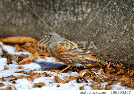 Rock lark Rock lark 106993207