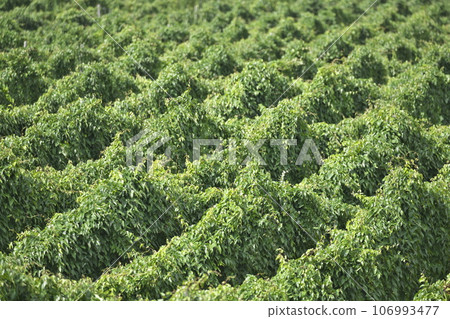 Hops grown in Hokkaido 106993477