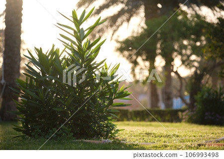 Closeup of green tropical plants in summer garden 106993498