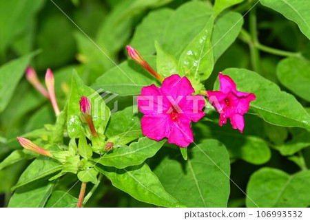 紅色Oshiribana 106993532