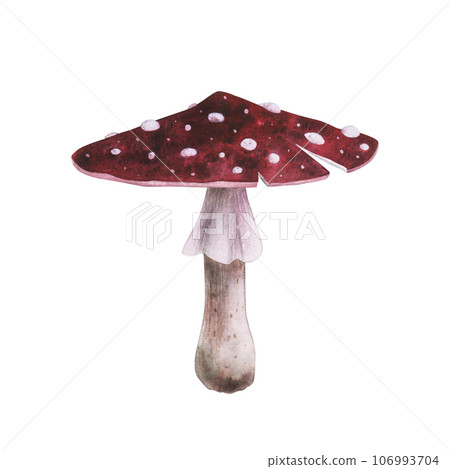 Red fly agaric with magical texture isolated on white background. Watercolor hand drawn amanita poison mushroom sketch iIllustration. Art design witchcraft halloween witch decoration, greeting card 106993704
