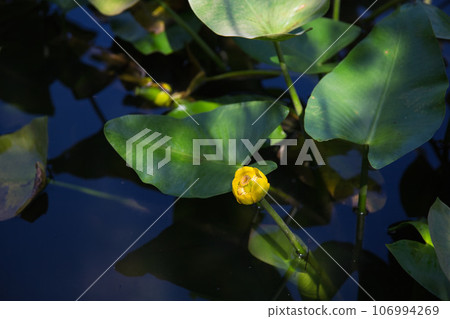 夏末的福井縣綠色中心 夏末的福井縣綠色中心 106994269