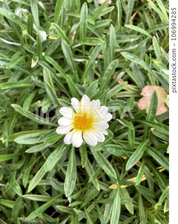 一朵白花 106994285