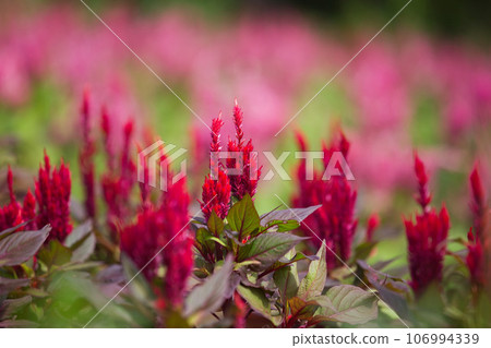 Fukui Prefectural Green Center at the end of summer Fukui Prefectural Green Center at the end of summer 106994339