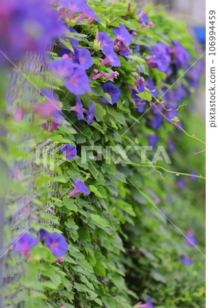 牽牛花纏繞在柵欄上 牽牛花纏繞在柵欄上 106994459