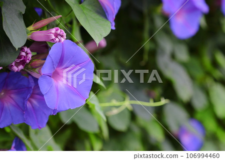 藍色牽牛花 106994460