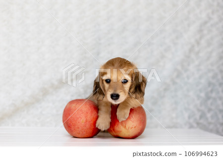 Puppy Kaninhen Dachshund Puppy Kaninhen Dachshund 106994623