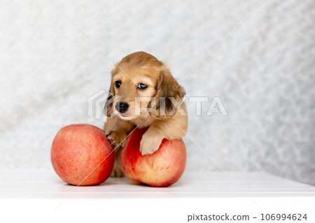 Puppy Kaninhen Dachshund 106994624