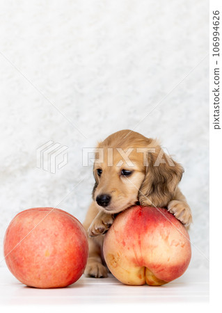 Puppy Kaninhen Dachshund 106994626