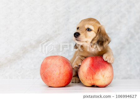 Puppy Kaninhen Dachshund 106994627