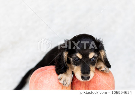 Puppy Kaninhen Dachshund 106994634