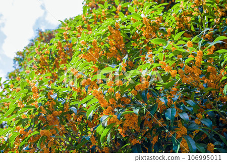 Autumn scent [Osmanthus] 106995011