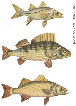 古董插畫“19世紀瑞士魚類百科全書” 古董插畫“19世紀瑞士魚類百科全書” 106995020