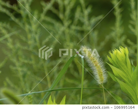一隻小馬蠅棲息在葉子上 一隻小馬蠅棲息在葉子上 106995164