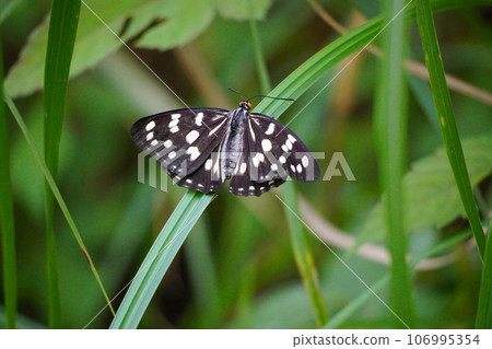 black and white butterfly black and white butterfly 106995354