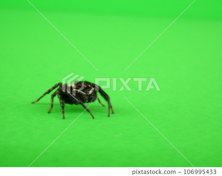 Hasarius adansoni Hasarius adansoni 106995433