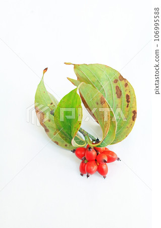 I took a photo of dogwood fruit against a white background. 106995588