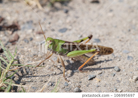 Tonosama grasshopper mid-September Tonosama grasshopper mid-September 106995697