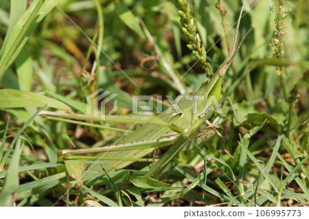 Grasshopper green mid-September 106995773