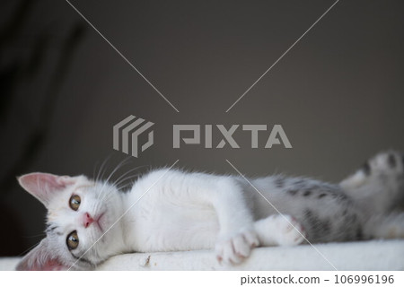 好奇的小貓 106996196