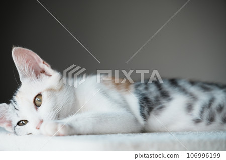 好奇的小貓 106996199