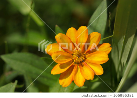 Orange zinnia flowers (macro lens used, strobe + natural light, close-up photo) Orange zinnia flowers (macro lens used, strobe + natural light, close-up photo) 106996381