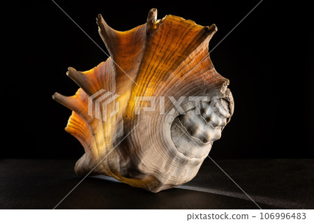 Glow big shell on dark background Glow big shell on dark background 106996483