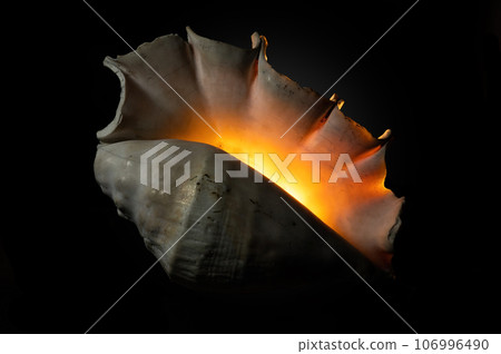 Glow big shell on dark background 106996490