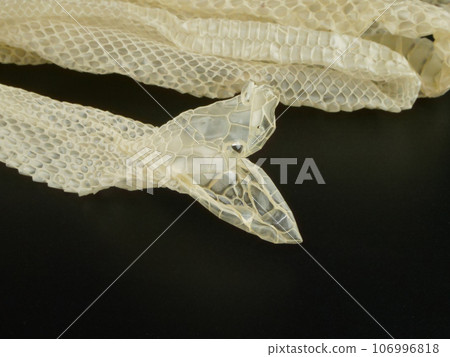 Close-up of the face of a snake's shell 106996818
