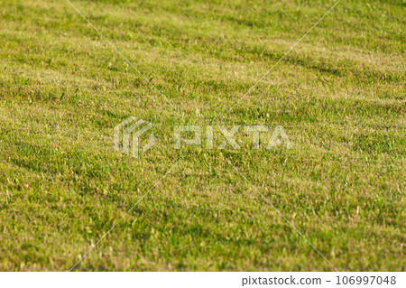 Beautiful green grass texture 106997048