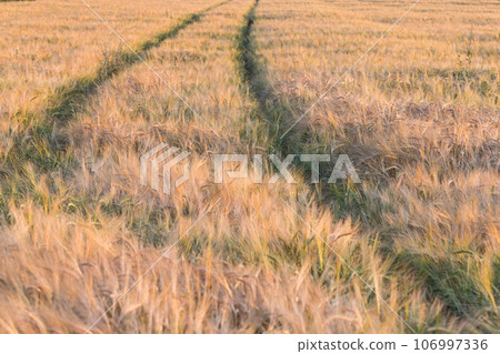 Golden ears of wheat on the field Golden ears of wheat on the field 106997336