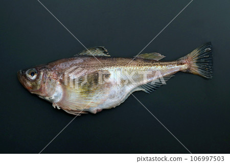 沙魚的魚體,一種非常美味的日本食用魚(黑色背景) 沙魚的魚體,一種非常美味的日本食用魚(黑色背景) 106997503