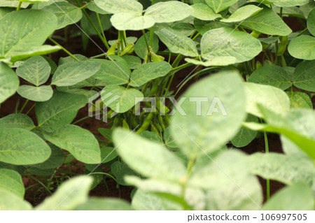 年輕綠毛豆生長的田地的農業景觀 年輕綠毛豆生長的田地的農業景觀 106997505