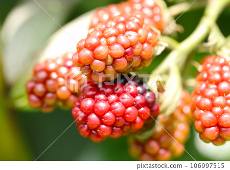 野生紅荊棘果（使用微距鏡頭，戶外自然光，特寫照片） 106997515