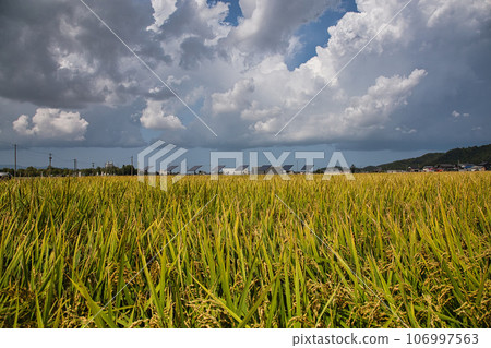 Rural scene with blue sky in fine autumn Rural scene with blue sky in fine autumn 106997563