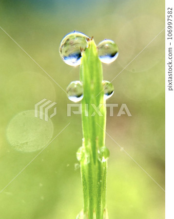 The tips of horsetail leaves with morning dew 106997582
