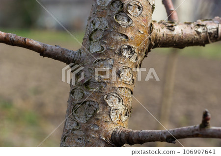 Damage to a branch of a fruit tree. Spring work in the garden. Caring for fruit trees in the spring 106997641