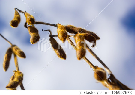 ripe soybean pods on the agricultural field ready to harvest and sky as background. Photo with selective focus and copy space ripe soybean pods on the agricultural field ready to harvest and sky as background. Photo with selective focus and copy space 106997678