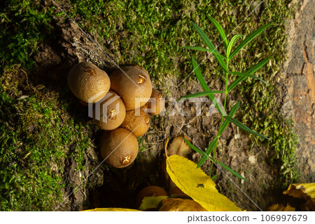 Forest mushroom. Common downy mushroom - Lycoperdon perlatum - growing in green moss in autumn forest 106997679