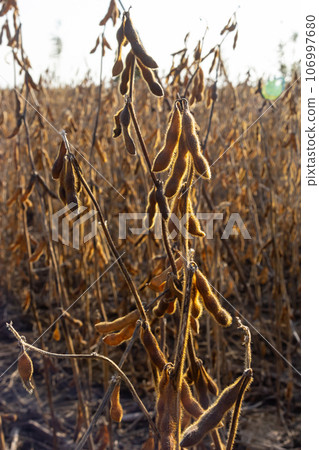 Soybeans pod macro. Harvest of soy beans - agriculture legumes plant. Soybean field - dry soyas pods Soybeans pod macro. Harvest of soy beans - agriculture legumes plant. Soybean field - dry soyas pods 106997680