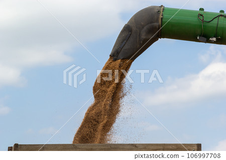 Harvester unloading wheat on the background of the sky with clouds. close up 106997708