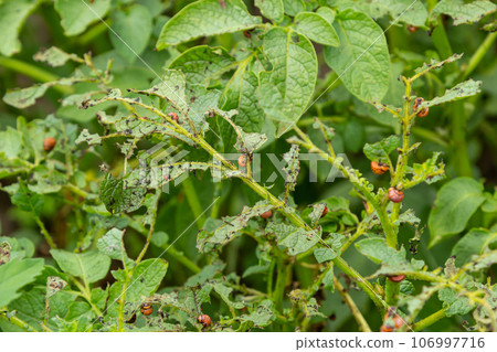 potato cultivation destroyed by larvae and beetles of Colorado potato beetle, Leptinotarsa decemlineata, also known as the Colorado beetle, the ten-striped spearman, the ten-lined potato beetle 106997716