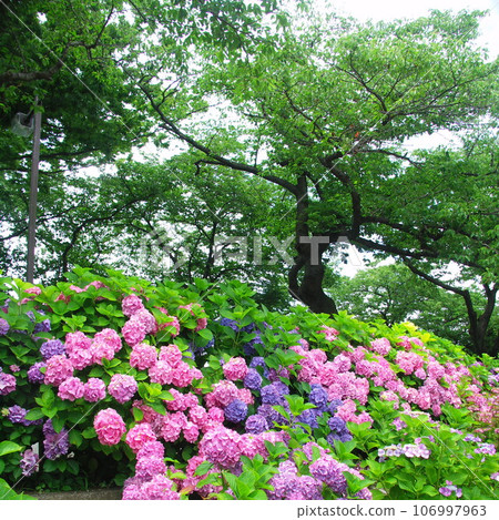 A landscape of hydrangeas blooming on the bank of cherry blossom trees 106997963