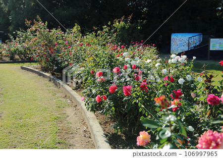 Arao City Ominous Citizen Flower Bed Rose Flower, 106997965