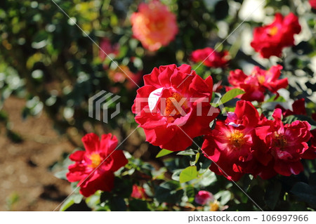 荒尾市少女公民花壇玫瑰花， 106997966