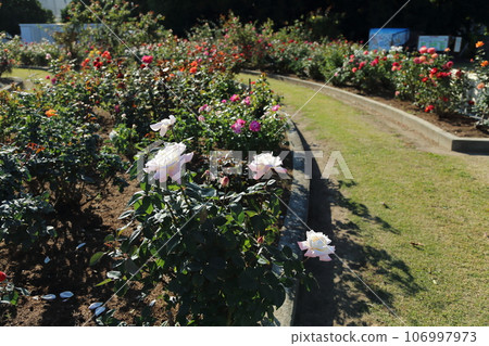 Arao City Ominous Citizen Flower Bed Rose Flower, Arao City Ominous Citizen Flower Bed Rose Flower, 106997973