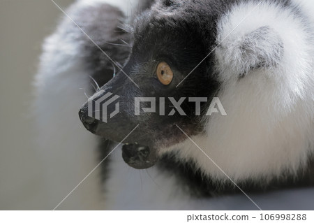 Elemaki狐猴 Elemaki狐猴 106998288